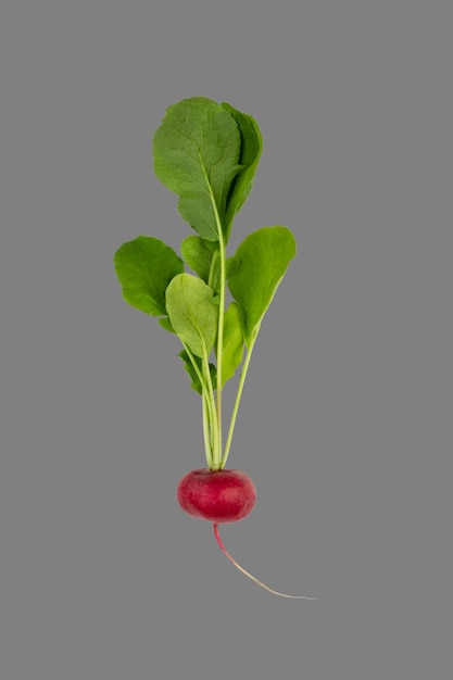 Red ripe radish with green leaves isolated on a grey background with clipping path