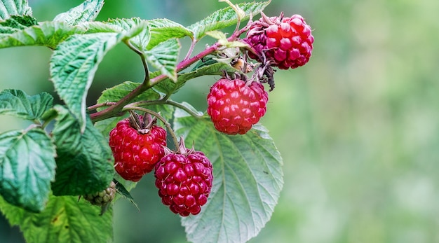 Red ripe raspberries on a branch with green leaves_