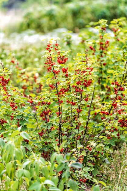 Red ripe raspberries on the bush Healthy natural juicy fruits