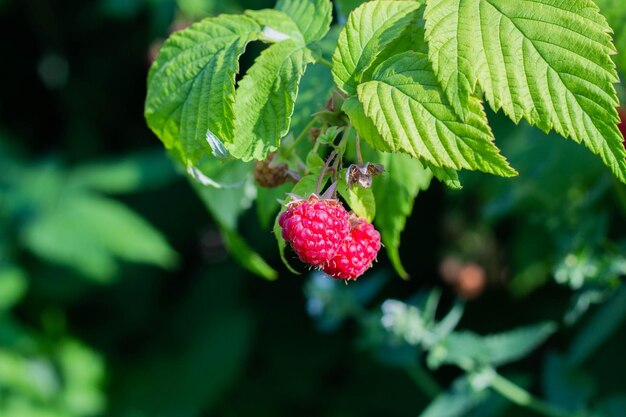 Red ripe raspberries close up