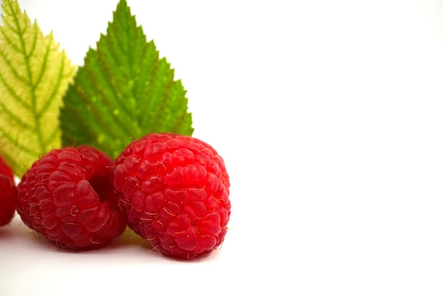 Red ripe raspberry fruits and different shades of green leaves isolated on white background