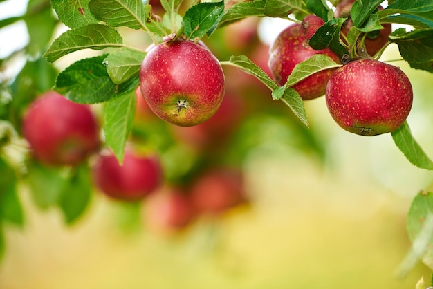 Red ripe and ready An apple per day keeps the doctor away