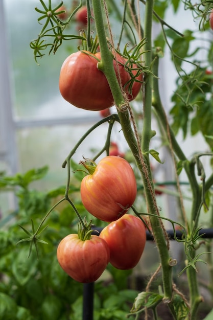 Red ripe tomatoes grown in a greenhouse Gardening tomato