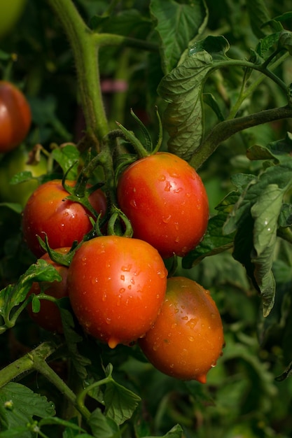 Red ripe tomatoes hanging on the vine of a tomato tree in the garden on the green foliage background Tomatoes sing in the sun in natural conditions Gardening and organic concept