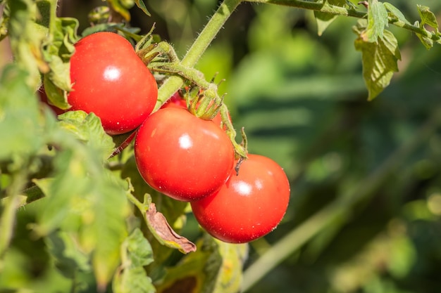 Red ripe tomatoes ripening on a green bush in the garden Beautiful tomatoes ripen in summer