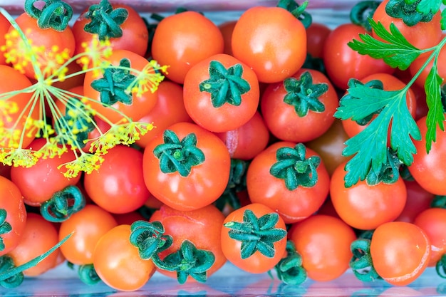 Red ripe tomatoes and a sprig of dill and parsley