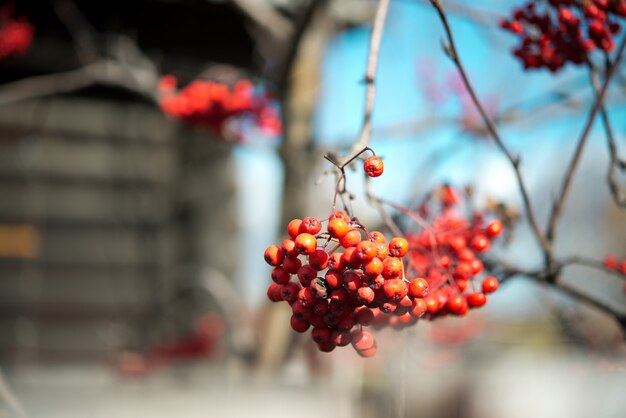 Red ripe viburnum berries on the bunch in the garden. Selective focus.