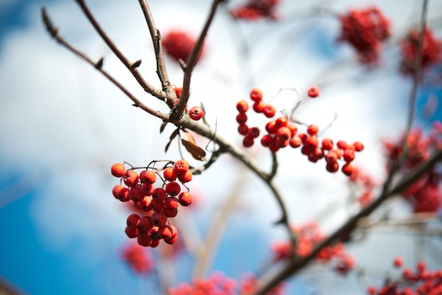 Red ripe viburnum berries on the bunch in the garden. Selective focus.