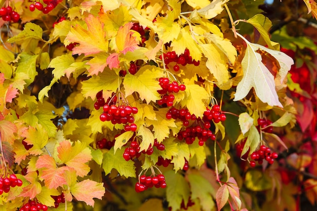 Red ripe viburnum berries with yellow leaves in autumn background. High quality photo