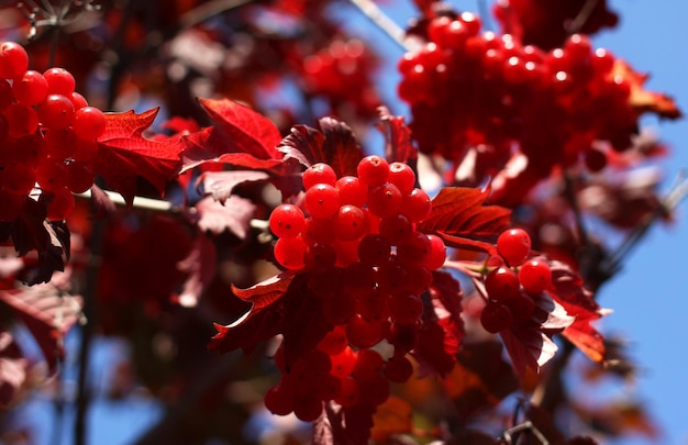 Red ripe viburnum berry in autumn against the background of blue sky