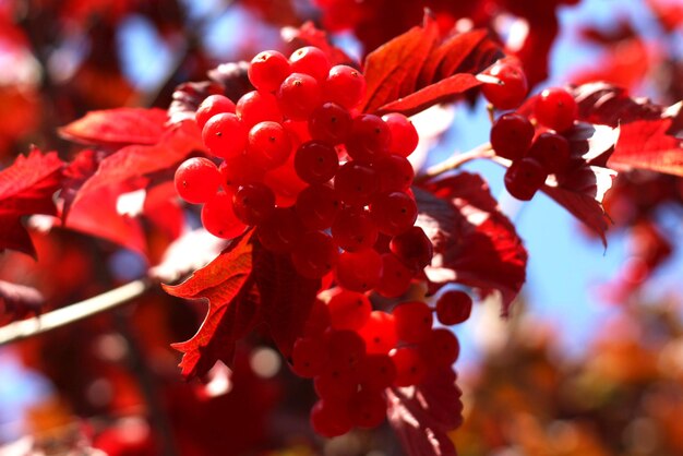 Red ripe viburnum berry in autumn against the background of blue sky