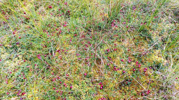 Red ripe wild cranberry on green swamp moss during autumn