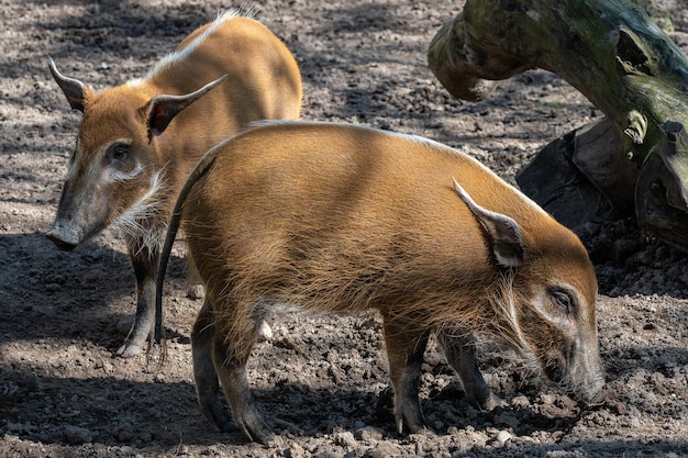 Red River Hog Potamochoerus porcus looking for food