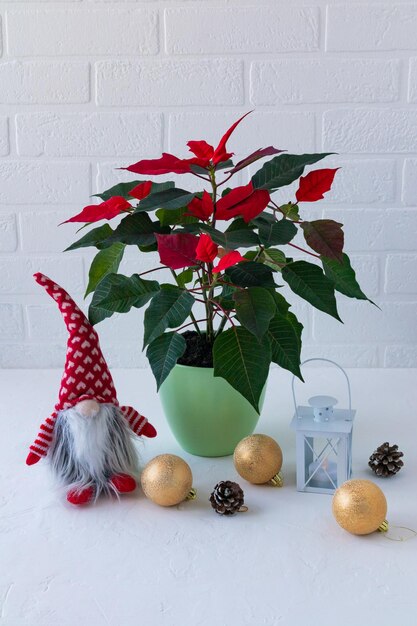 Red roinsettia flower in a ceramic pot Christmas gnome gold balls and a candlestick in a Christmas composition white background postcard