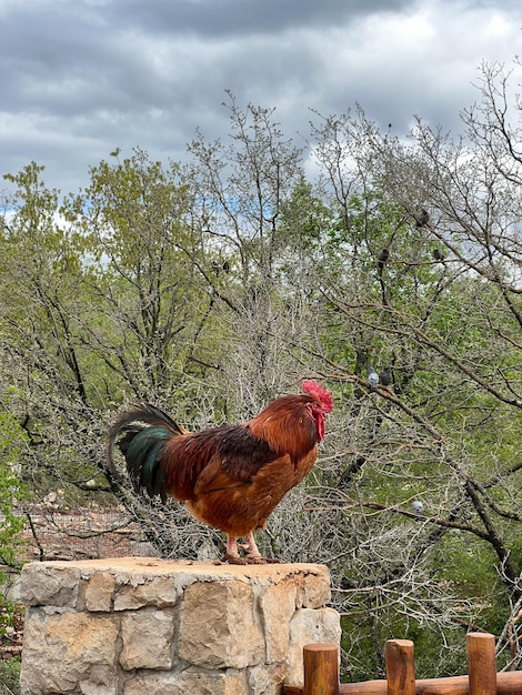 Red rooster sits on a stone pillar of a wooden fence