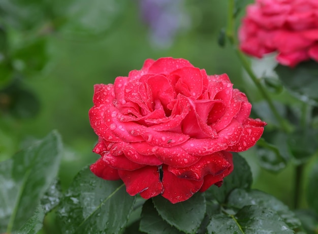 Red rose as a natural