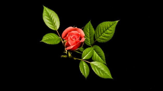 Red rose on a black background closeup