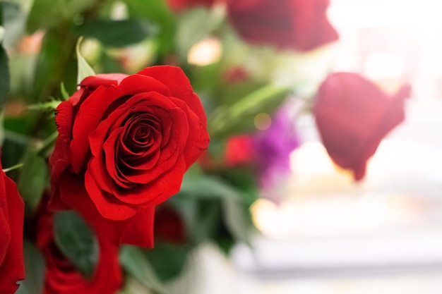 Red rose bud and green leaves closeup