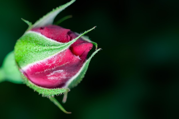 Red rose bud in green