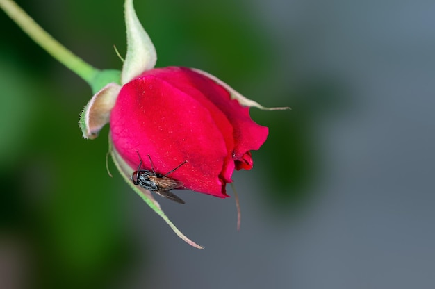 Red rose bud in green