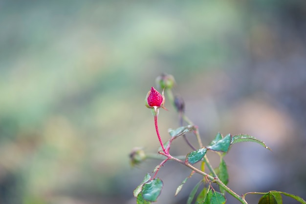 red rose bud rowing on a bush with greenery in the background.