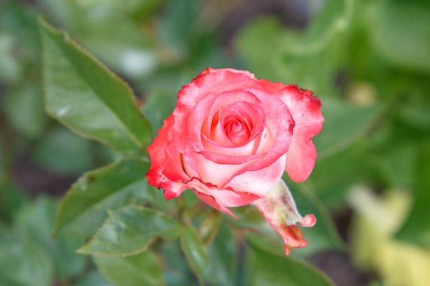 Red rose bud on a stem with leaves on blurred green background.