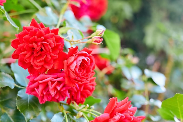 Red rose bush in the garden