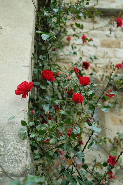 Photo a red rose bush with green leaves and a white wall in the background