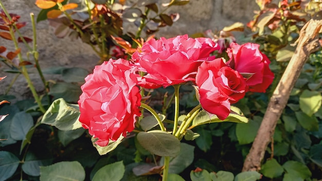 a red rose bush with the words quot spring quot on it