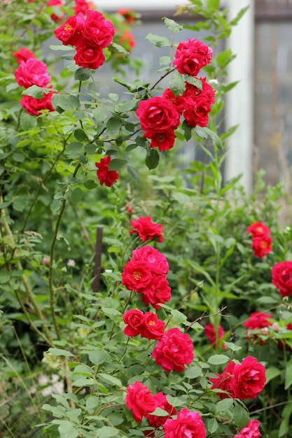 Red rose bushes in a city park as a background for Valentine's Day Beautiful red colour garden rose Closeup