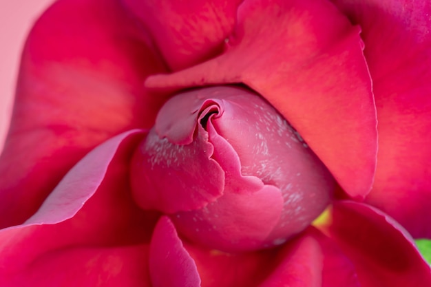 Red Rose close up whit opened leaves