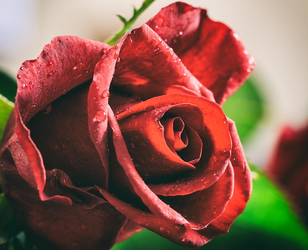 Red rose close up