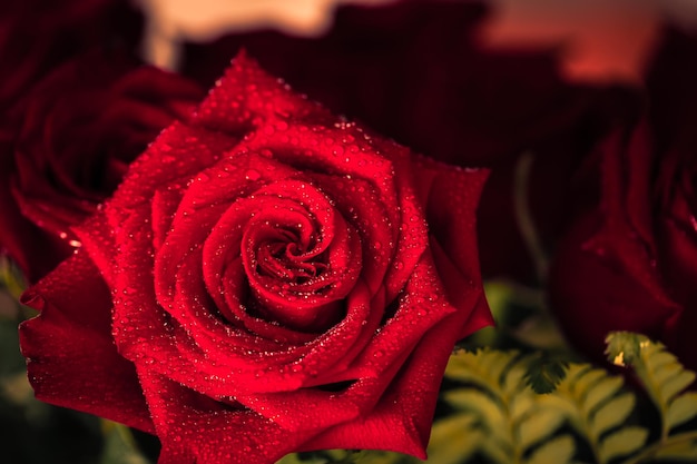 Red rose closeup with drop