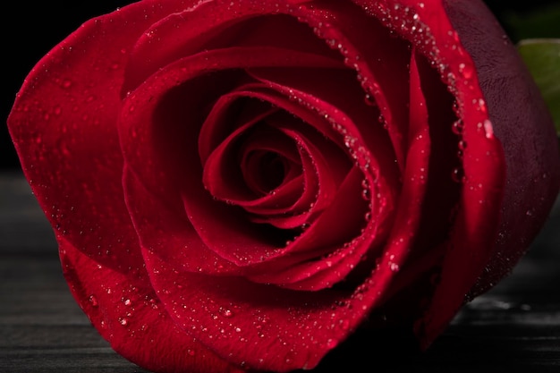 Red rose closeup with water droplets