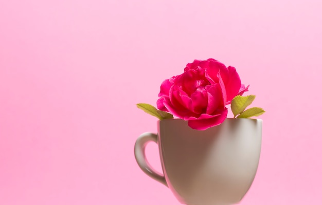 Red rose in a cup on a pink background