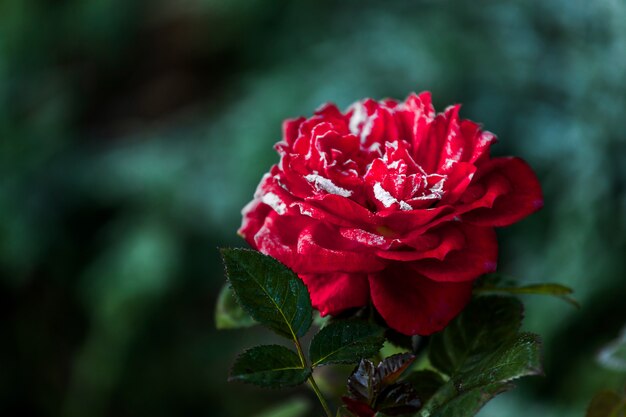 Red rose flower blooming in roses garden on background