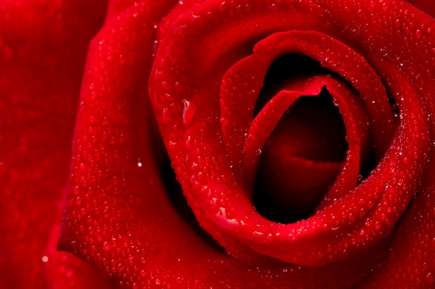 Red rose flower Chiang Mai roseamong green leaves blur background selective focus water drop point on petals and blur aroundmacro rose