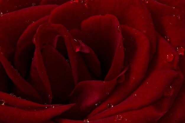 Red rose flower close up