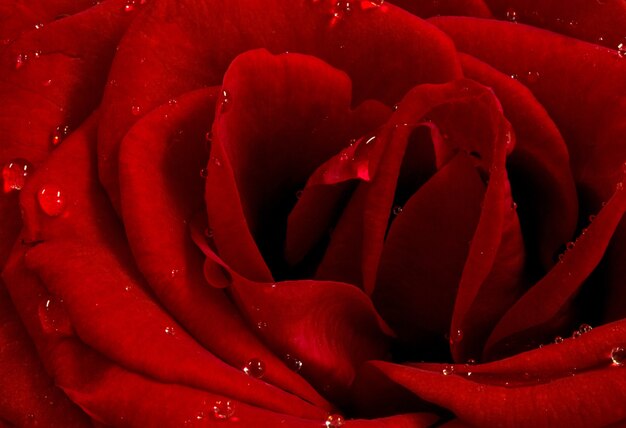 Red rose flower close up