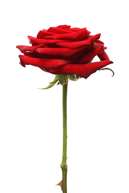 Red rose flower isolated on white