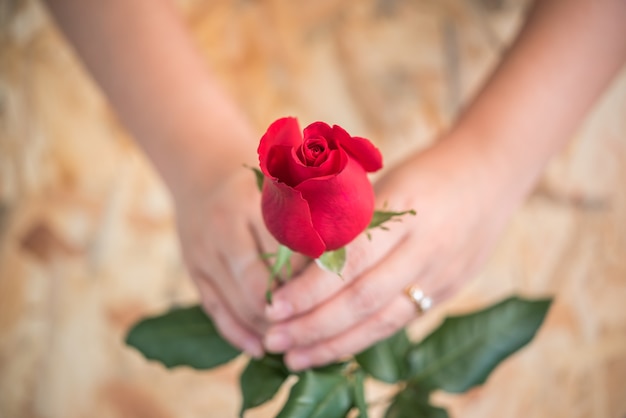 Red rose flower nature beautiful flowers from the garden and human hand holding red rose