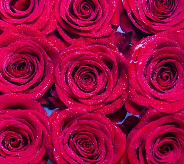 Red rose flower, petals. Bouquet of flowers, fresh red rose. Collage of red roses. Bouquet of fresh roses, flower bright background. A close up macro shot of a red rose. Flower shop.