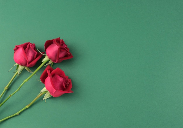 Red rose flower stem bunch flat lay on neutral dark green clean minimal background with space