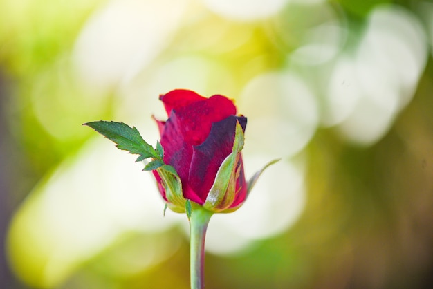 Red rose flower Valentines day nature background for lover concept - bud rose fresh