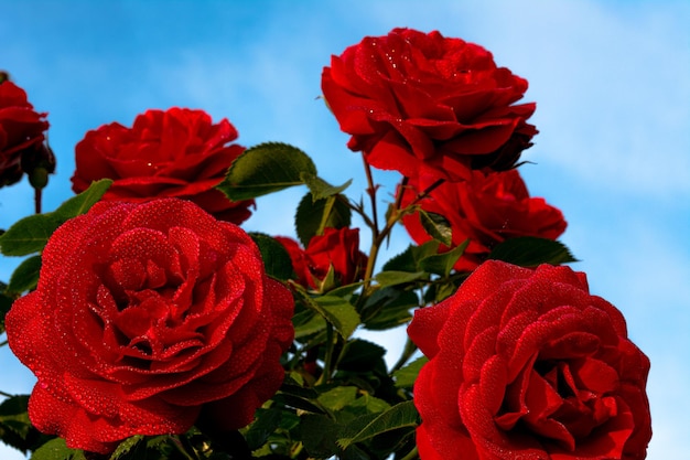 A red rose flower with small drops of dew on the petals