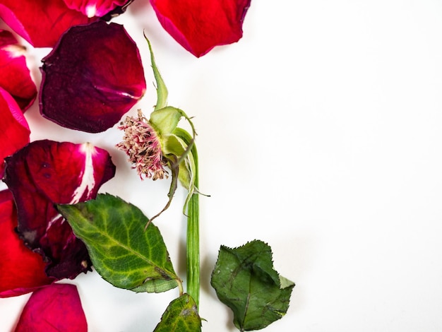 Red rose flower