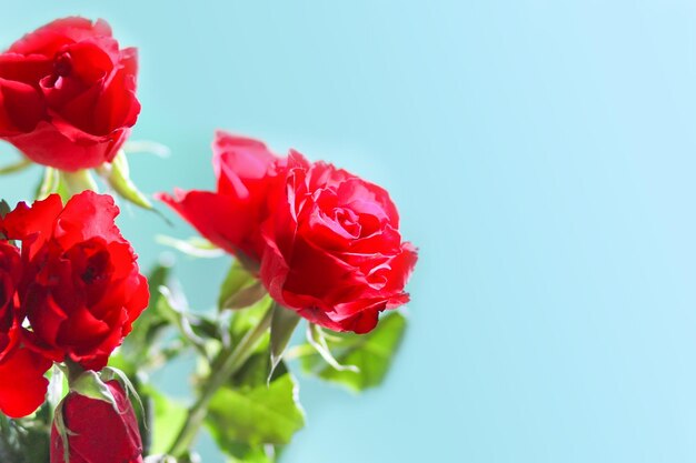 Red rose flowers on blue background.