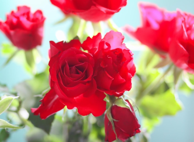 Red rose flowers on blue background.