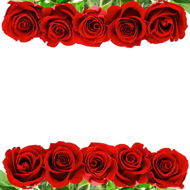 Red rose flowers border isolated on white background with space for your text