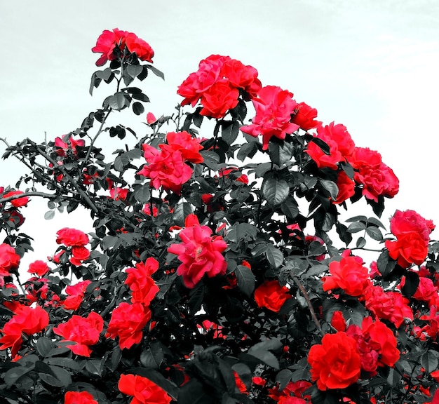 Red Rose Flowers With Black Leaves On White Background